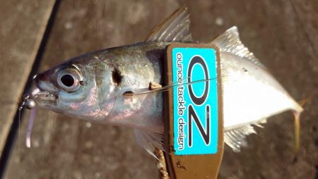 引き続き良型アジ好調！