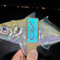 引き続き良型アジ好調！