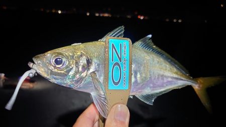 引き続き良型アジ好調！