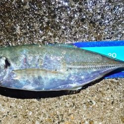 引き続き良型アジ好調！