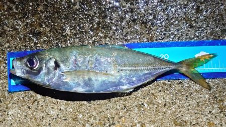 引き続き良型アジ好調！