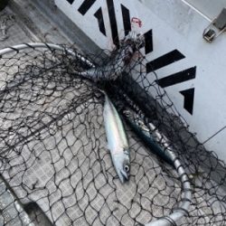 シーモンキー 釣果