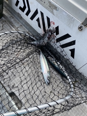 シーモンキー 釣果