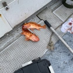 シーモンキー 釣果