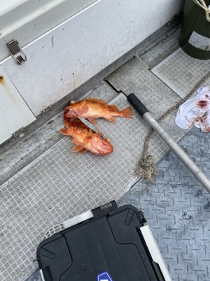 シーモンキー 釣果