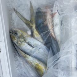 シーモンキー 釣果