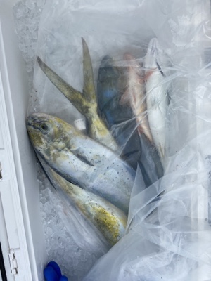 シーモンキー 釣果