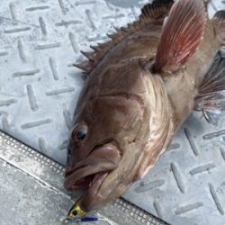 シーモンキー 釣果