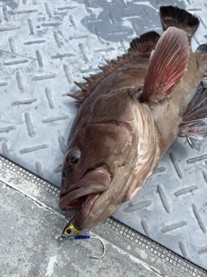 シーモンキー 釣果