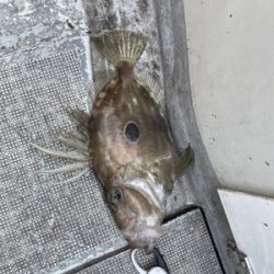 シーモンキー 釣果