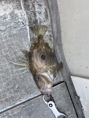 シーモンキー 釣果