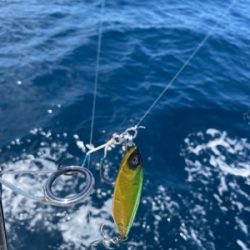 シーモンキー 釣果