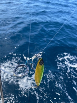 シーモンキー 釣果