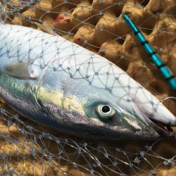 松鶴丸 釣果