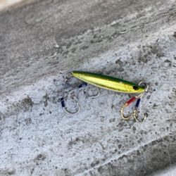 シーモンキー 釣果