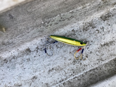 シーモンキー 釣果