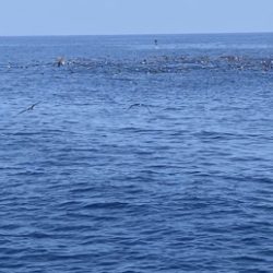 シーモンキー 釣果