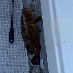 シーモンキー 釣果