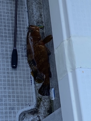 シーモンキー 釣果