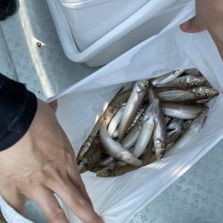 リトルワン 釣果