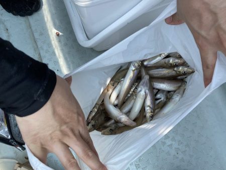 リトルワン 釣果