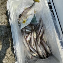 リトルワン 釣果