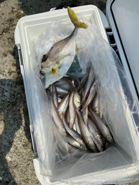 リトルワン 釣果