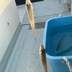 リトルワン 釣果