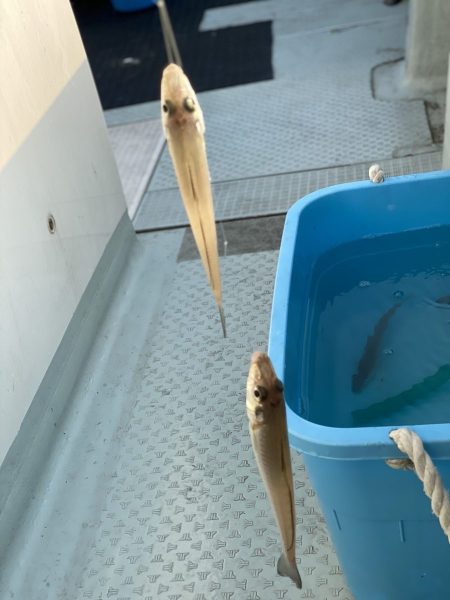 リトルワン 釣果