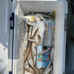 リトルワン 釣果