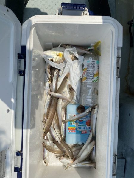 リトルワン 釣果