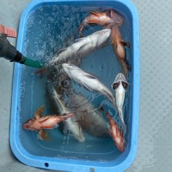 リトルワン 釣果