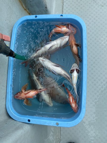 リトルワン 釣果