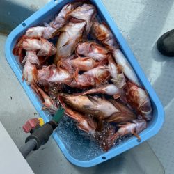 リトルワン 釣果