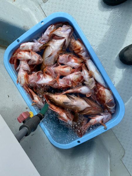 リトルワン 釣果