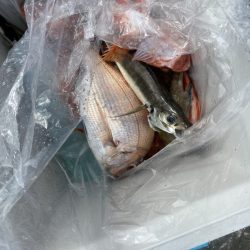 リトルワン 釣果