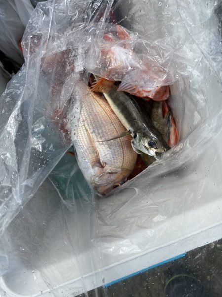 リトルワン 釣果