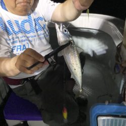 リトルワン 釣果