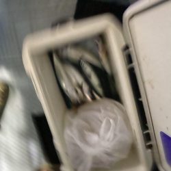 リトルワン 釣果