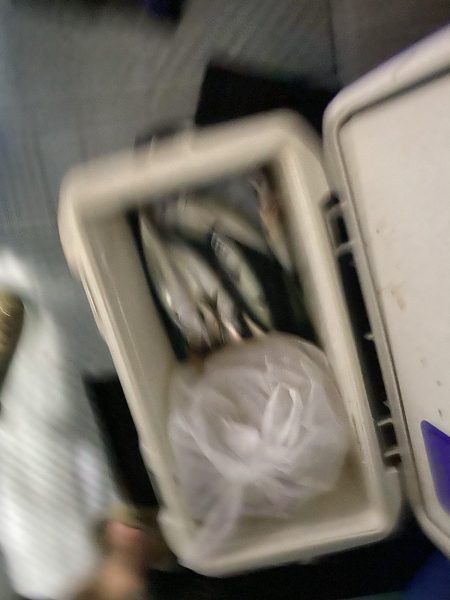 リトルワン 釣果