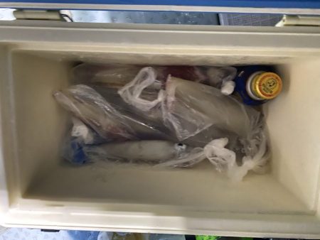 リトルワン 釣果