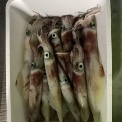 リトルワン 釣果