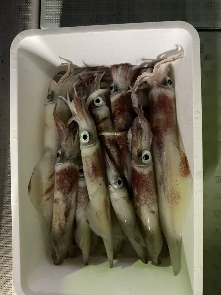 リトルワン 釣果