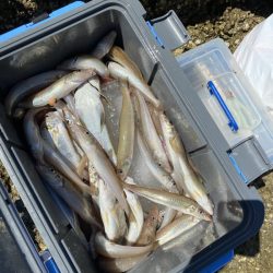 リトルワン 釣果