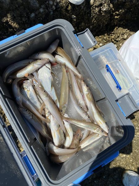 リトルワン 釣果