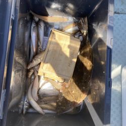 リトルワン 釣果