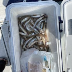 リトルワン 釣果