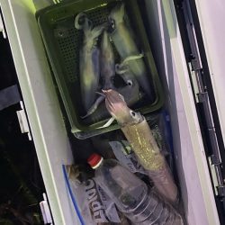 リトルワン 釣果