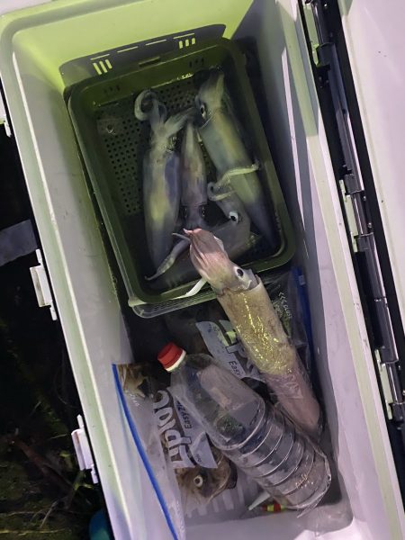 リトルワン 釣果