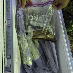 リトルワン 釣果